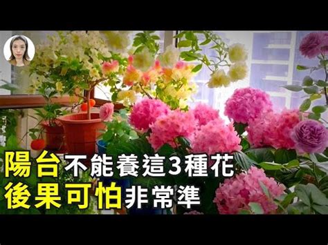 種玫瑰 風水|風水師推薦：玫瑰擺放